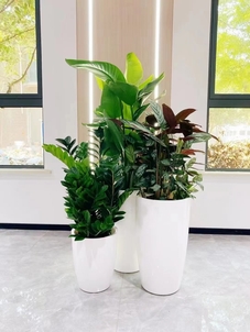 余姚盆景租摆哪家靠谱?快来这里一探究竟!